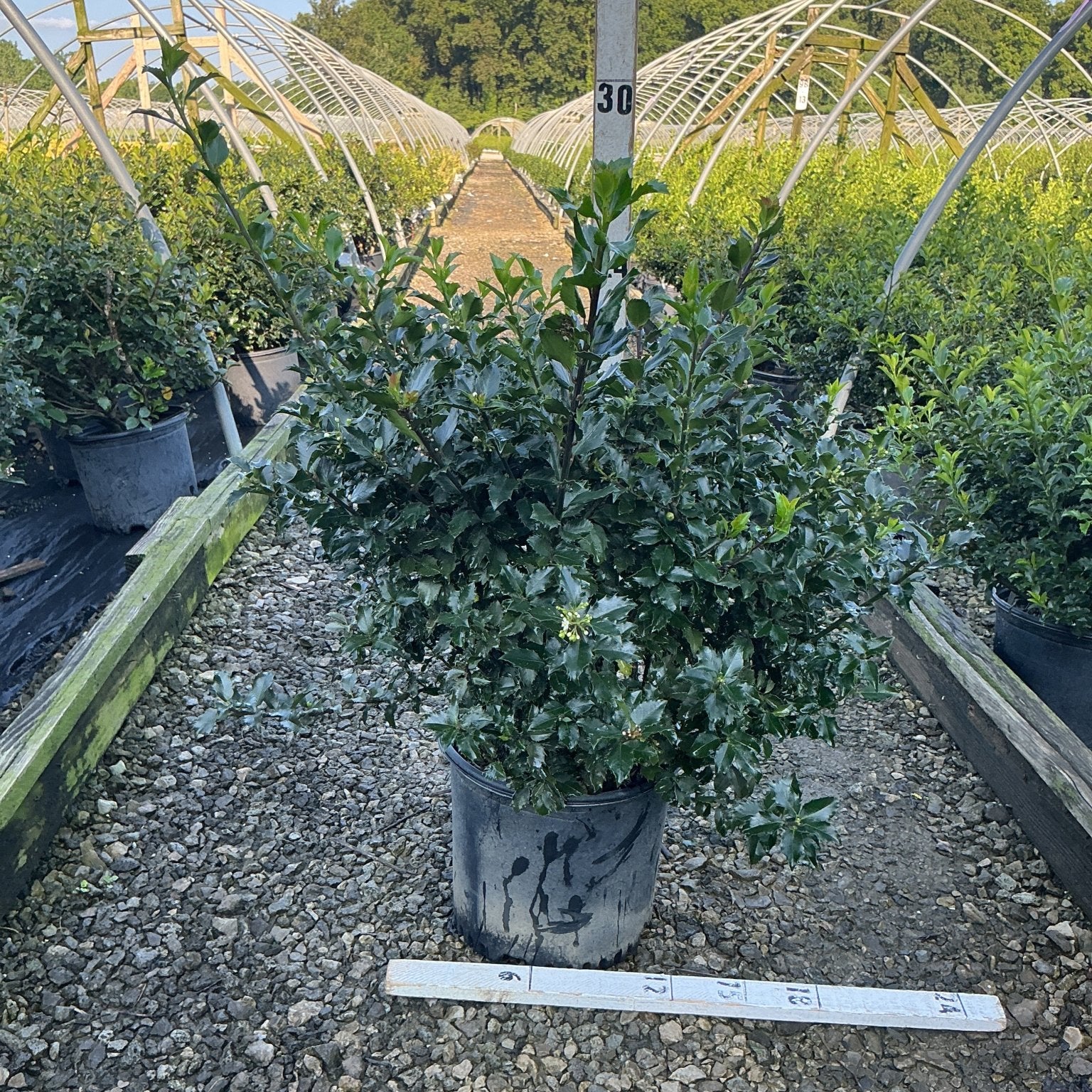 Royal Family Holly Combo in a #3 container showing dense dark green spiny foliage at a nursery growing facility.