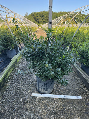 Royal Family Holly Combo in a #3 container showing dense dark green spiny foliage at a nursery growing facility.