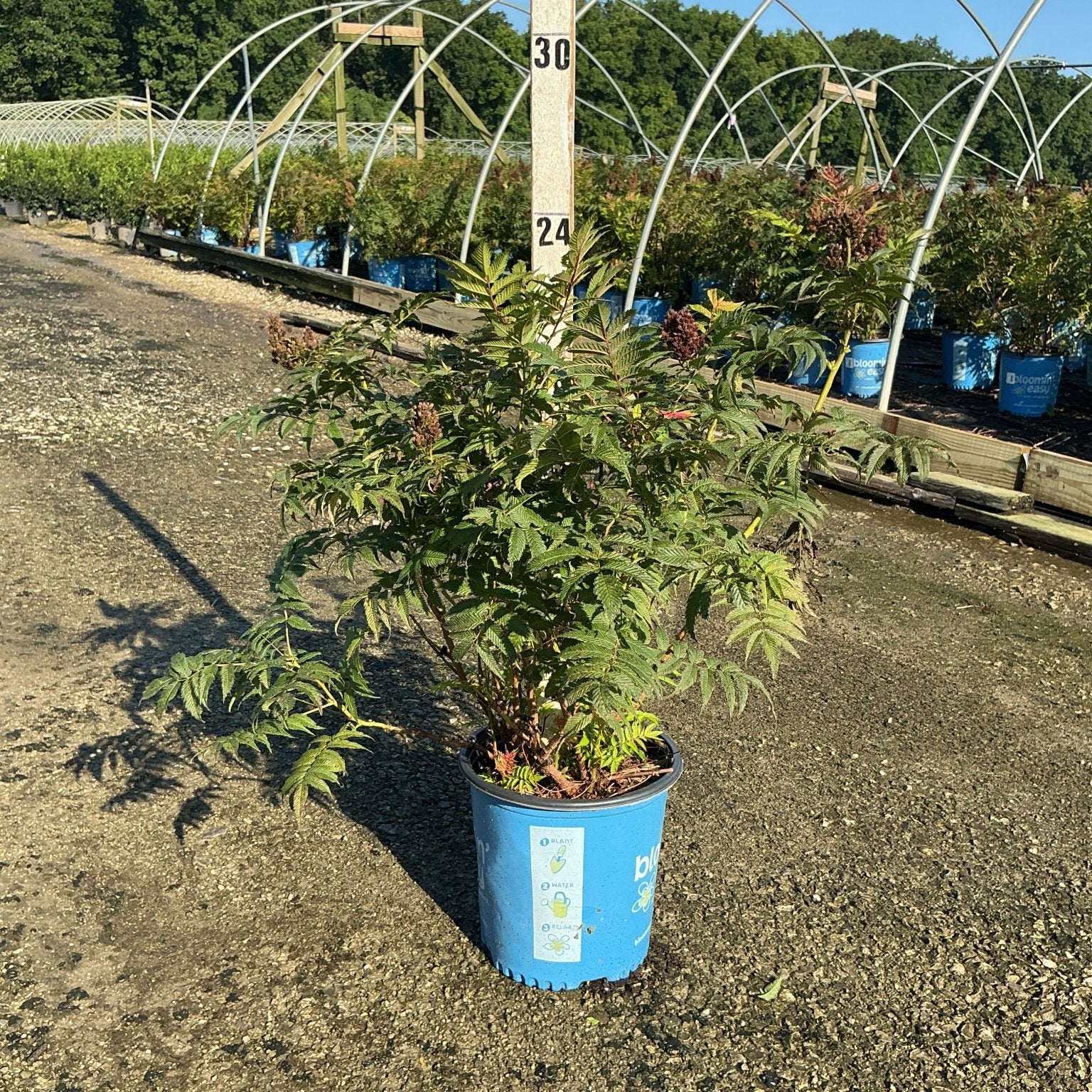 Cherry On Top Sorbaria shrub in a blue #2 container at a nursery, showing lush green pinnate foliage and reddish flower clusters.