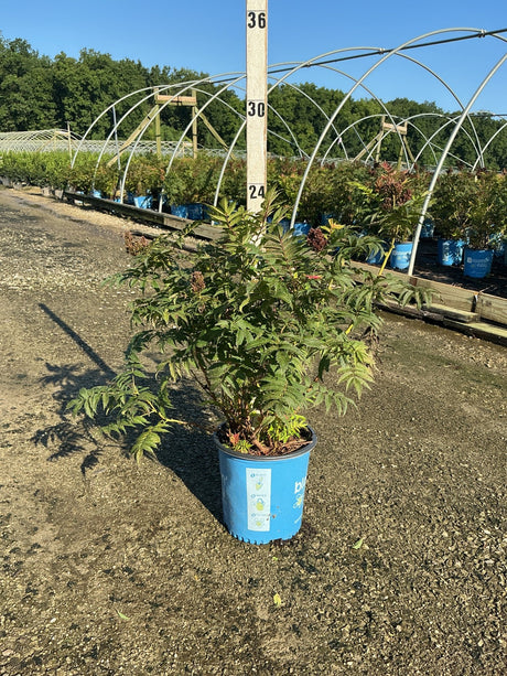 Cherry On Top Sorbaria shrub in a blue #2 container at a nursery, showing lush green pinnate foliage and reddish flower clusters.