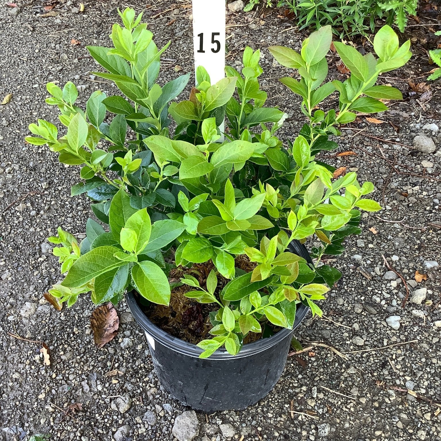 Chandler Blueberry Bush in a #3 black nursery container showing dense green foliage on a gravel surface.