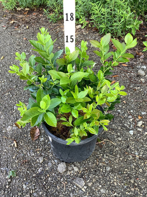 Chandler Blueberry Bush in a #3 black nursery container showing dense green foliage on a gravel surface.