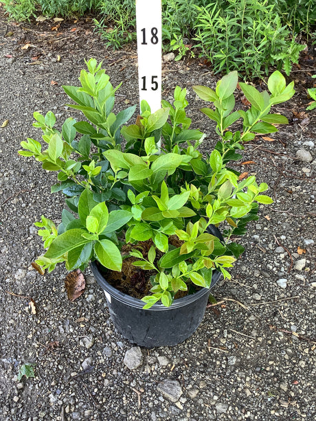 Chandler Blueberry Bush in a #3 black nursery container showing dense green foliage on a gravel surface.