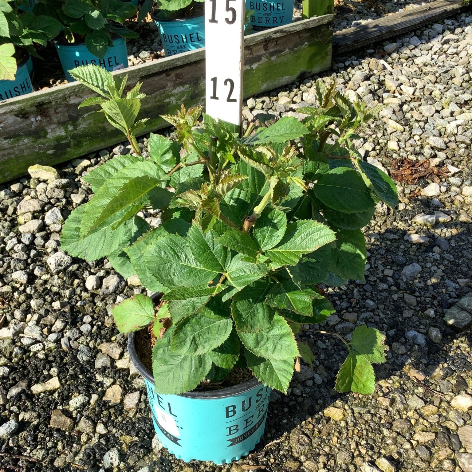 Baby Cakes Blackberry Bush in a teal Bushel and Berry container displayed at a nursery on gravel.