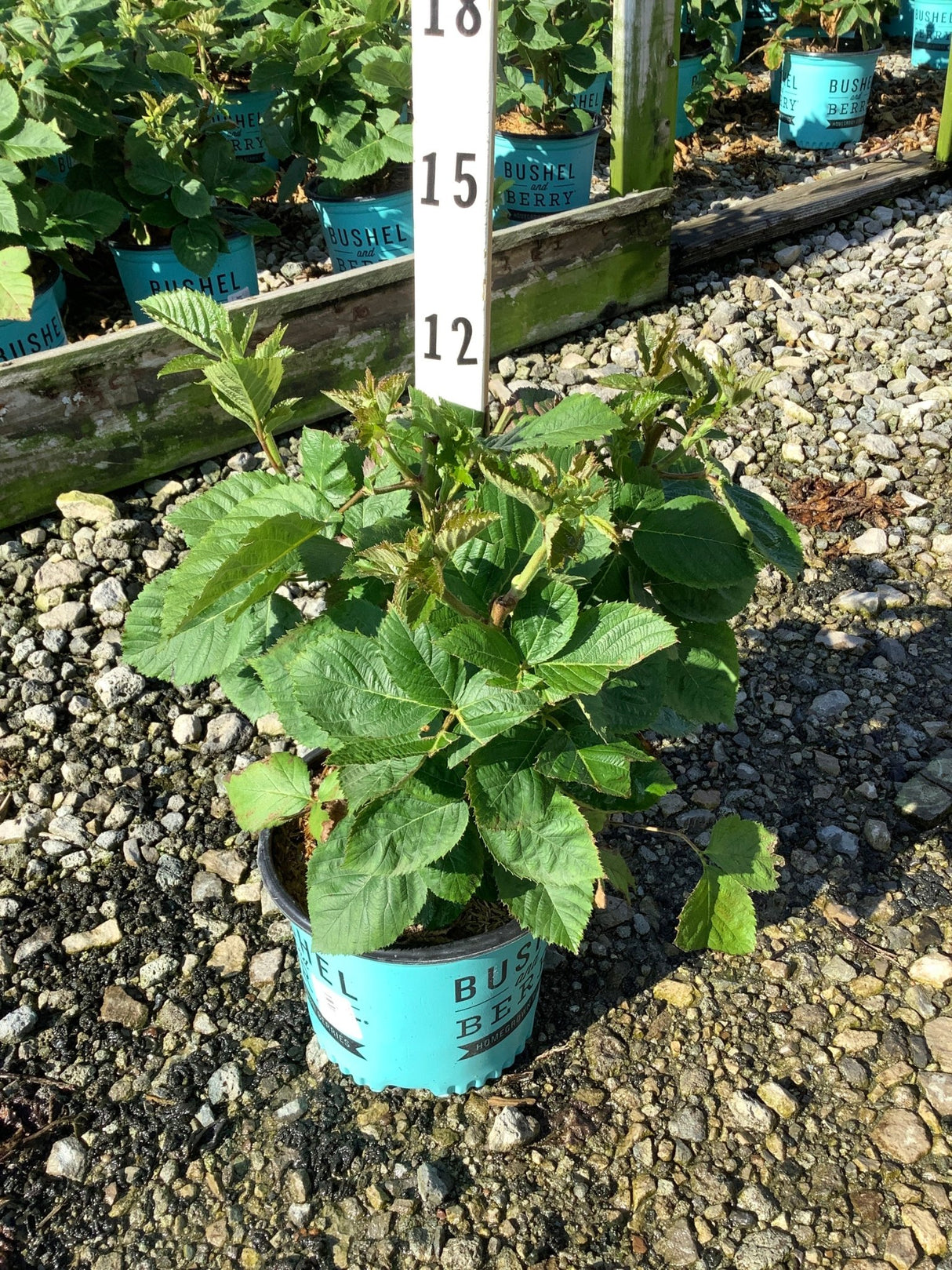 Baby Cakes Blackberry Bush in a teal Bushel and Berry container displayed at a nursery on gravel.