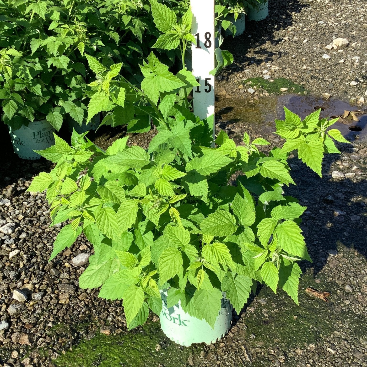 Jewel Raspberry Bush in a nursery container showing lush green foliage, approximately 18 inches tall.