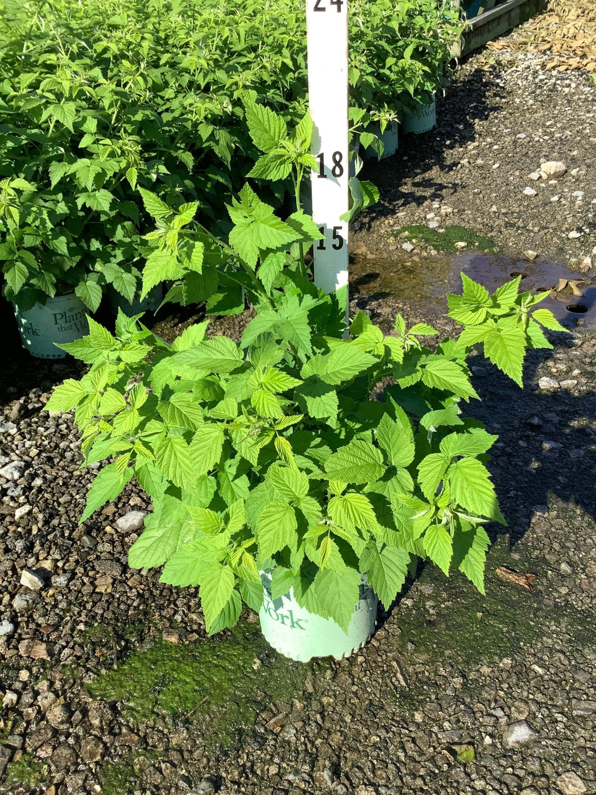 Jewel Raspberry Bush in a nursery container showing lush green foliage, approximately 18 inches tall.