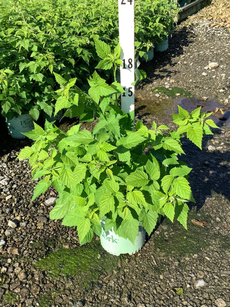 Jewel Raspberry Bush in a nursery container showing lush green foliage, approximately 18 inches tall.