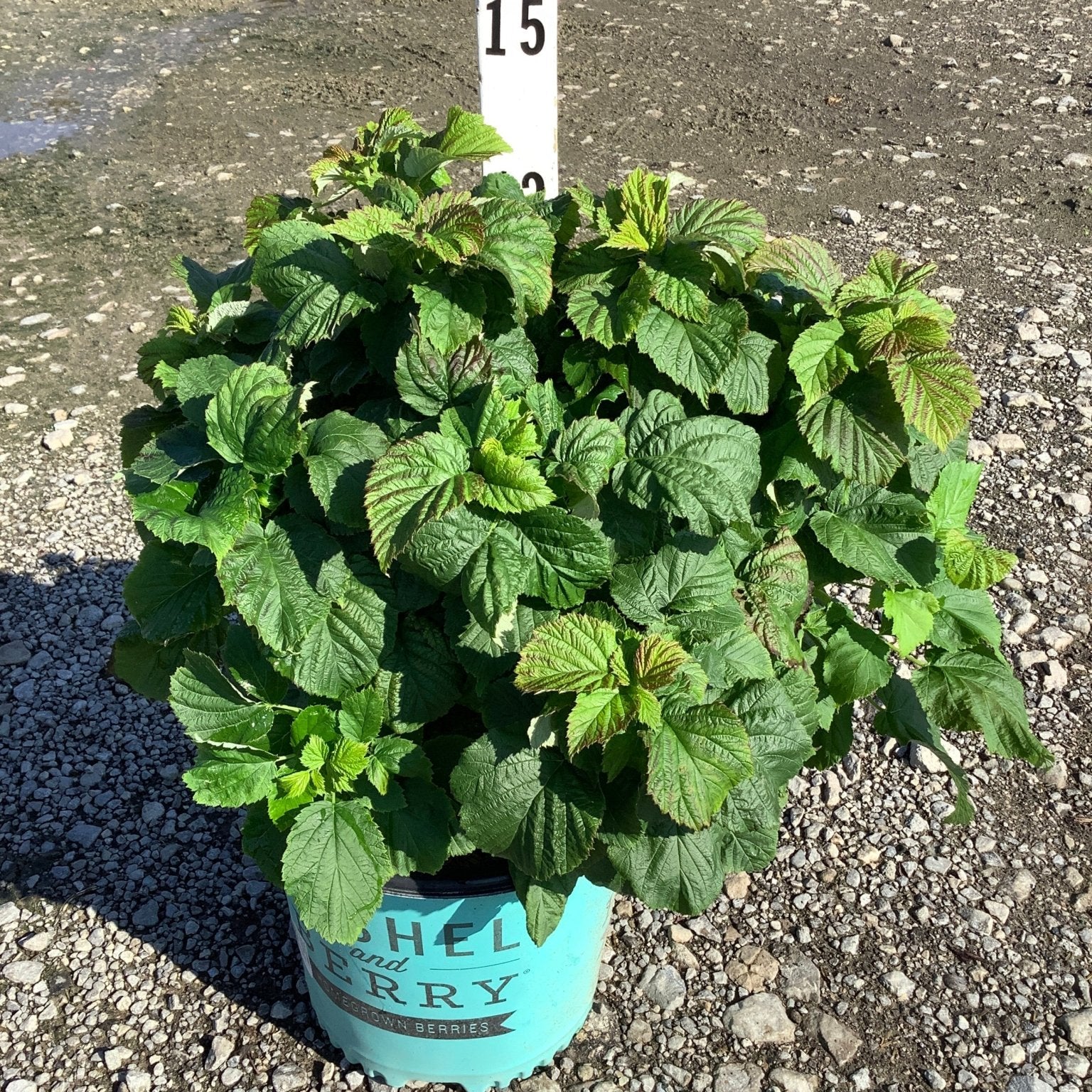Raspberry Shortcake Bush in a teal #2 container showing dense green foliage on a gravel nursery surface.