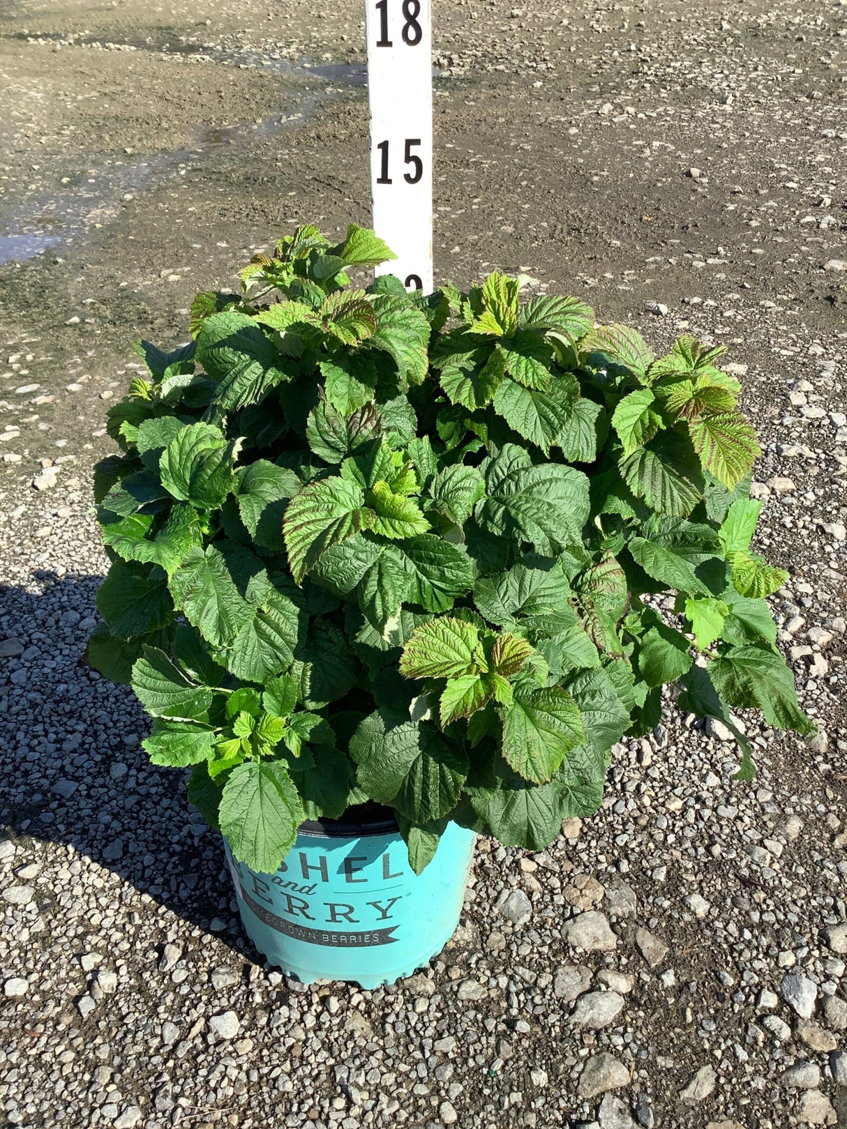 Raspberry Shortcake Bush in a teal #2 container showing dense green foliage on a gravel nursery surface.