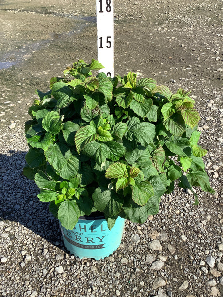Raspberry Shortcake Bush in a teal #2 container showing dense green foliage on a gravel nursery surface.