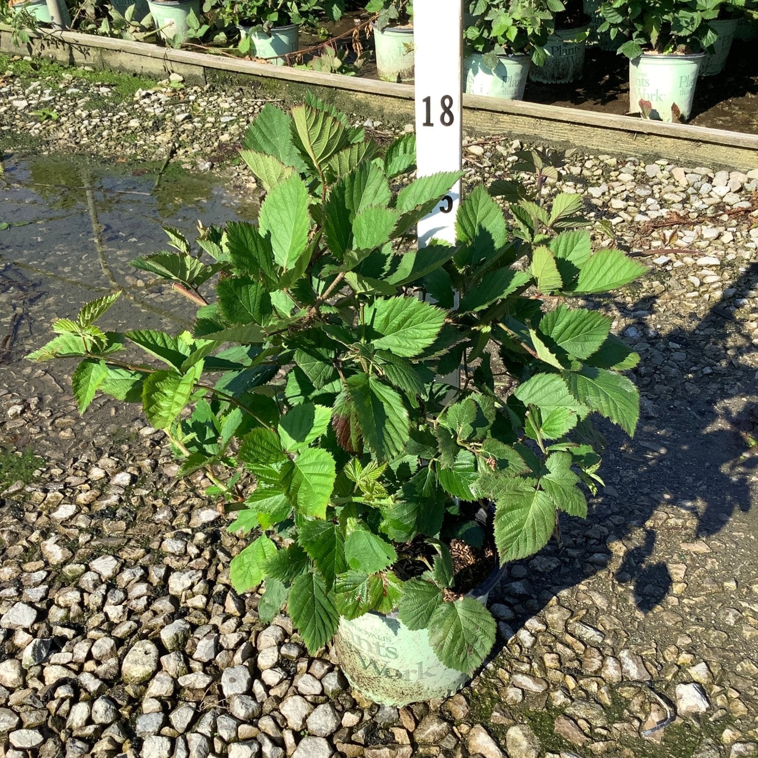 Natchez blackberry bush in a nursery container showing lush green serrated foliage on a gravel surface.