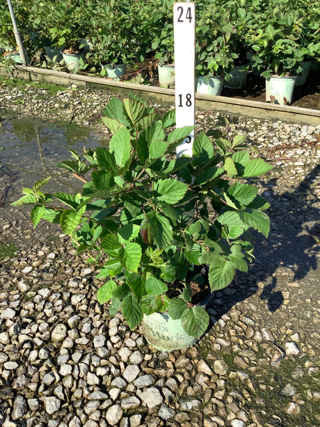 Natchez blackberry bush in a nursery container showing lush green serrated foliage on a gravel surface.