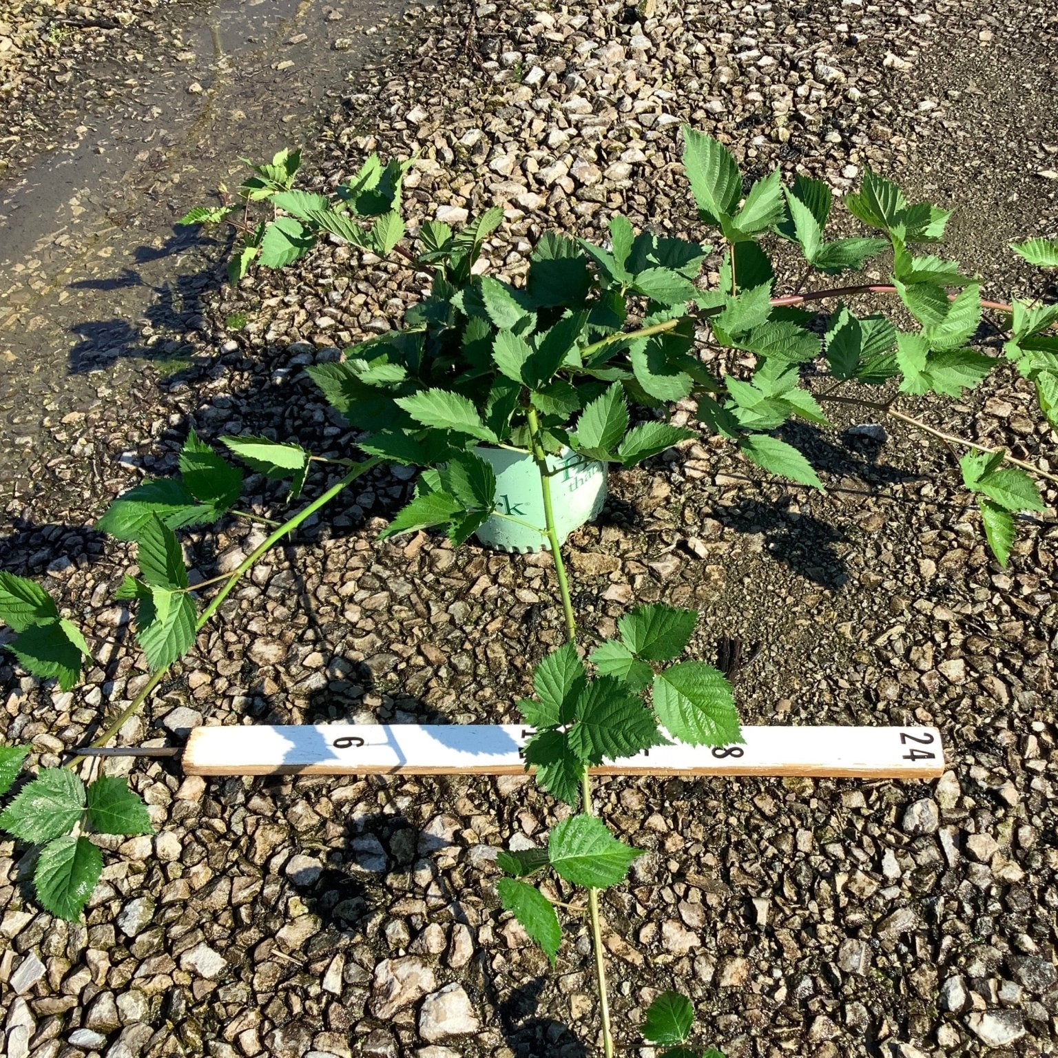 Triple Crown Thornless Blackberry Bush in a #1 container with long arching canes and serrated green foliage, shown with a ruler for scale.