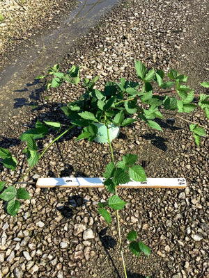 Triple Crown Thornless Blackberry Bush in a #1 container with long arching canes and serrated green foliage, shown with a ruler for scale.