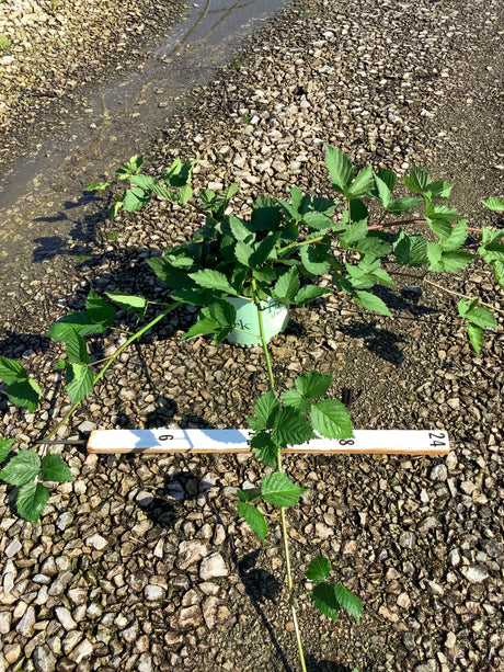Triple Crown Thornless Blackberry Bush in a #1 container with long arching canes and serrated green foliage, shown with a ruler for scale.