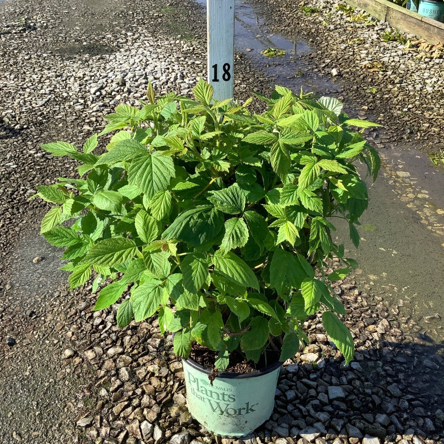 Heritage Raspberry Bush in a #1 container at a nursery, showing lush green foliage on multiple upright canes.