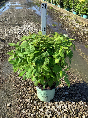 Heritage Raspberry Bush in a #1 container at a nursery, showing lush green foliage on multiple upright canes.