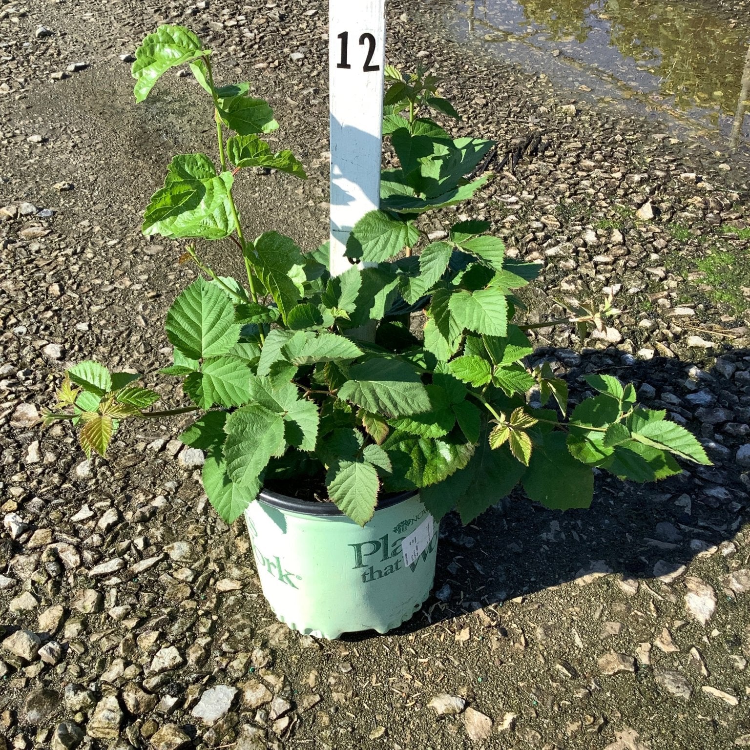 Chester Thornless Blackberry Bush in a #1 container with lush green foliage, displayed on a gravel nursery lot.