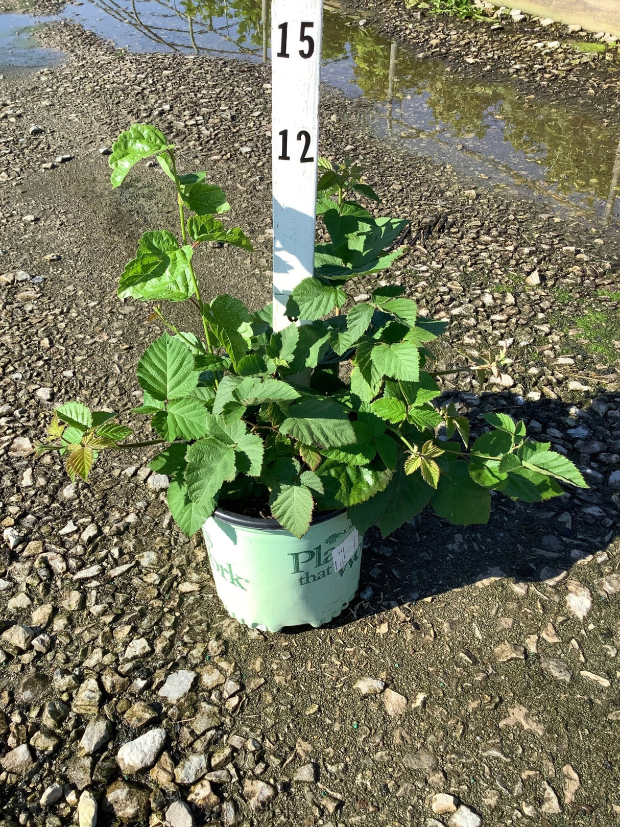 Chester Thornless Blackberry Bush in a #1 container with lush green foliage, displayed on a gravel nursery lot.