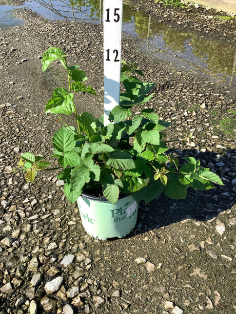 Chester Thornless Blackberry Bush in a #1 container with lush green foliage, displayed on a gravel nursery lot.