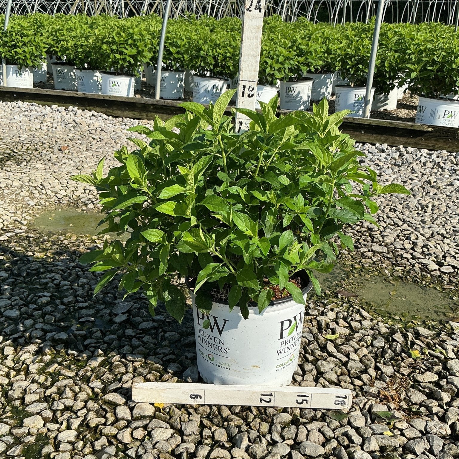 Little Lime Panicle Hydrangea shrub in a #3 Proven Winners container, showing lush green foliage at a nursery grow yard.