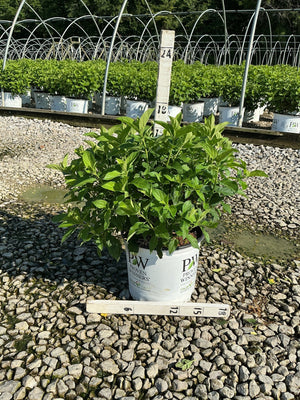 Little Lime Panicle Hydrangea shrub in a #3 Proven Winners container, showing lush green foliage at a nursery grow yard.