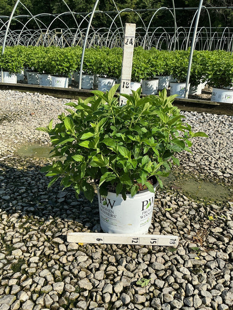 Little Lime Panicle Hydrangea shrub in a #3 Proven Winners container, showing lush green foliage at a nursery grow yard.