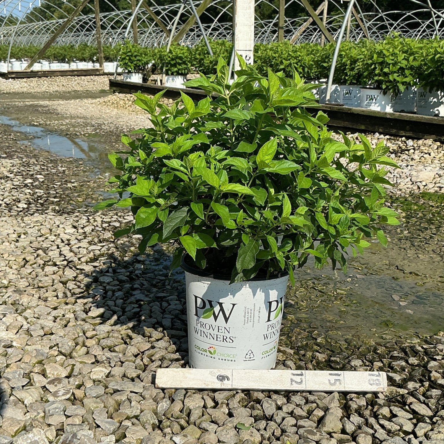 Little Lime Panicle Hydrangea in a #2 Proven Winners container showing lush green foliage at a nursery grow yard.