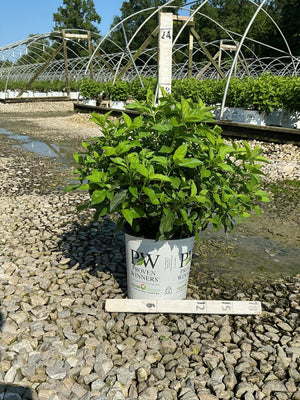Little Lime Panicle Hydrangea in a #2 Proven Winners container showing lush green foliage at a nursery grow yard.