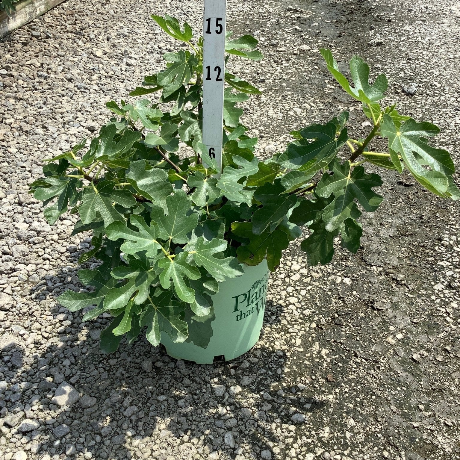 Brown Turkey Fig Tree in a #3 container, showing lush lobed green foliage, measured against a height marker at a nursery.