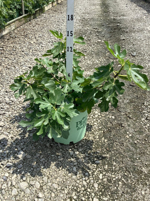 Brown Turkey Fig Tree in a #3 container, showing lush lobed green foliage, measured against a height marker at a nursery.