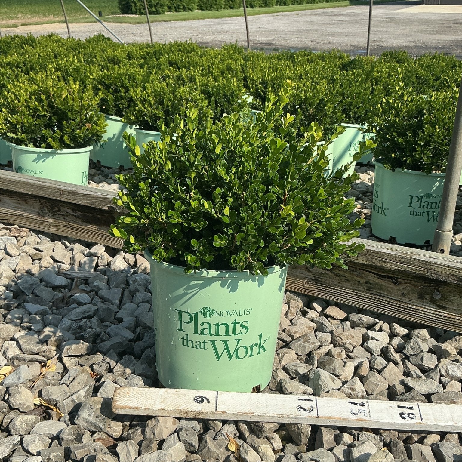 Little Missy Boxwood in a #2 nursery container showing dense rounded green foliage on a gravel nursery bed.