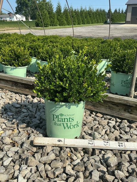 Little Missy Boxwood in a #2 nursery container showing dense rounded green foliage on a gravel nursery bed.