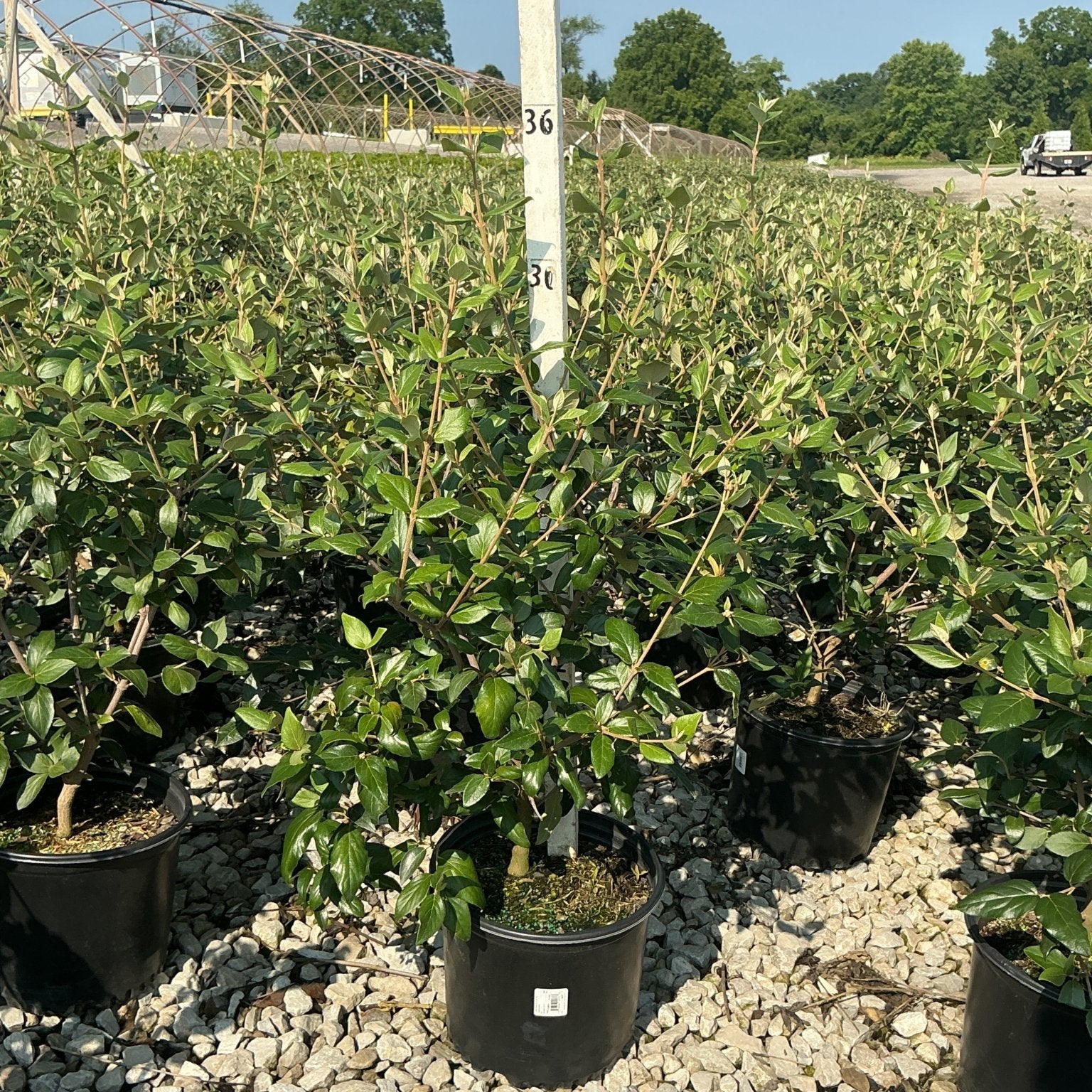 Mohawk Burkwood Viburnum shrubs in black #3 containers displayed on gravel at a nursery growing facility.