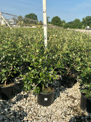 Mohawk Burkwood Viburnum shrubs in black #3 containers displayed on gravel at a nursery growing facility.