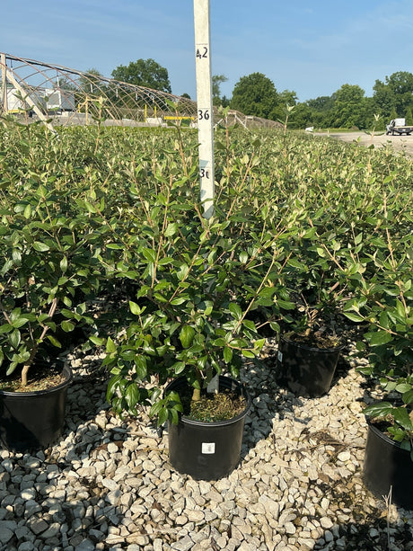 Mohawk Burkwood Viburnum shrubs in black #3 containers displayed on gravel at a nursery growing facility.