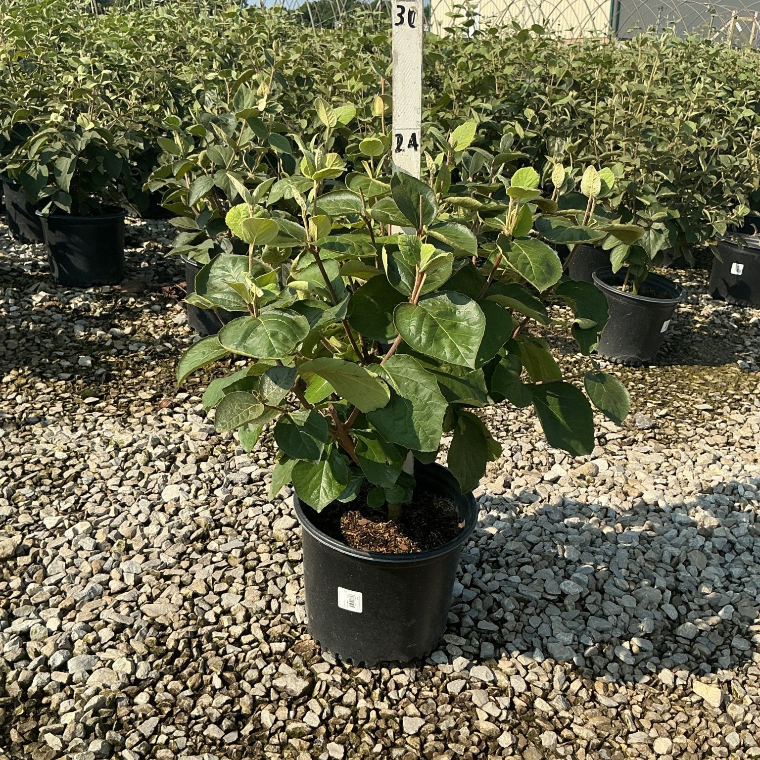 Korean Spice Viburnum shrub in a #3 nursery container displaying dense green foliage at a growing facility.