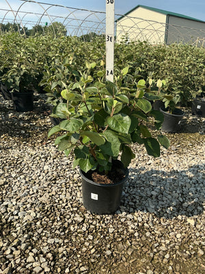 Korean Spice Viburnum shrub in a #3 nursery container displaying dense green foliage at a growing facility.