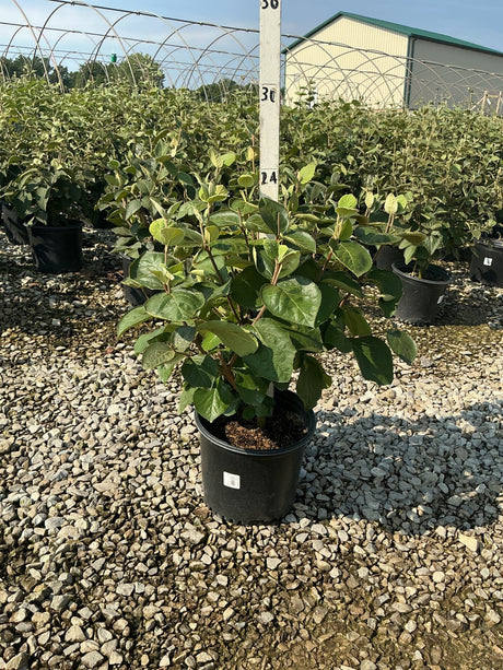 Korean Spice Viburnum shrub in a #3 nursery container displaying dense green foliage at a growing facility.