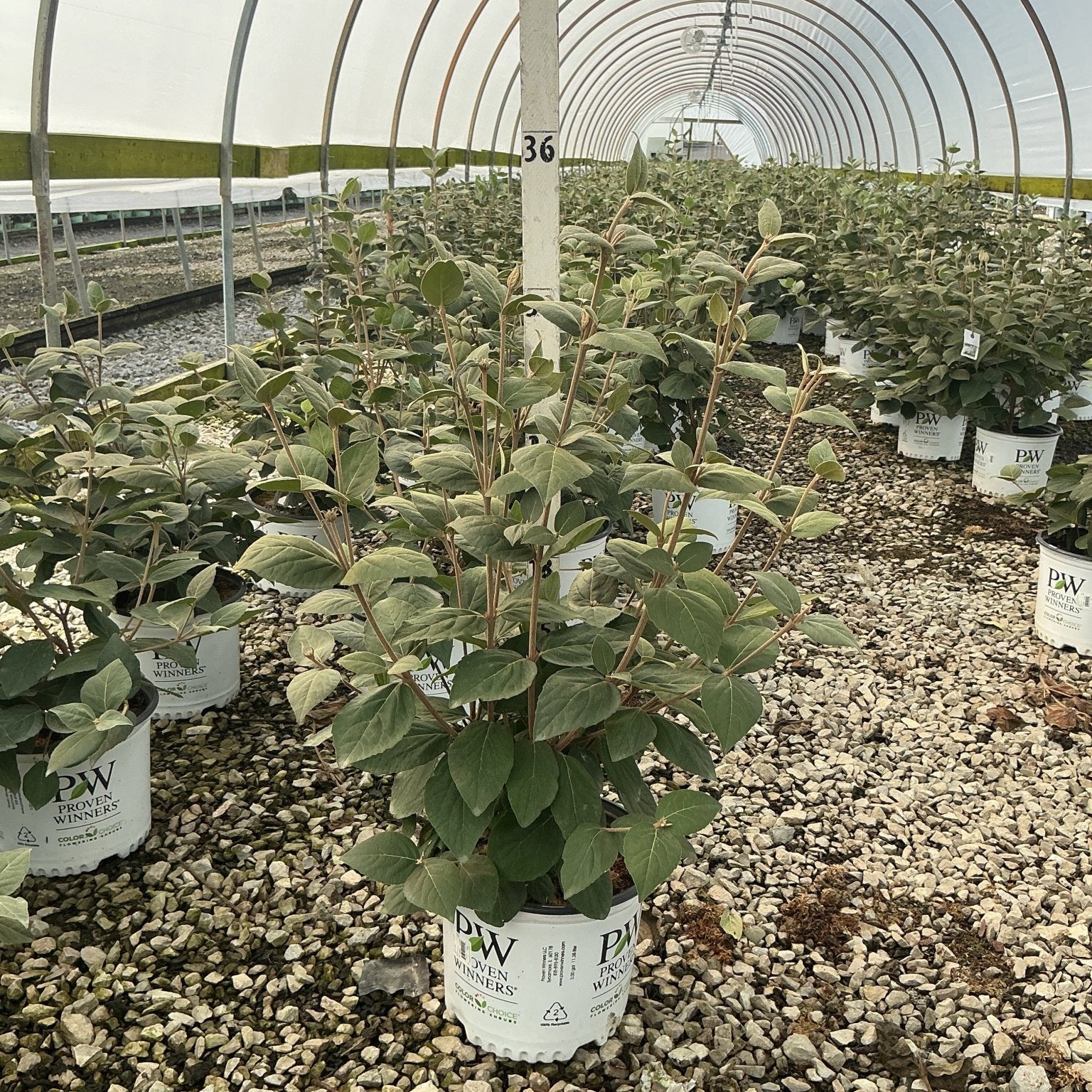 Spice Girl Korean Spice Viburnum shrub in a #3 Proven Winners container growing inside a commercial greenhouse.