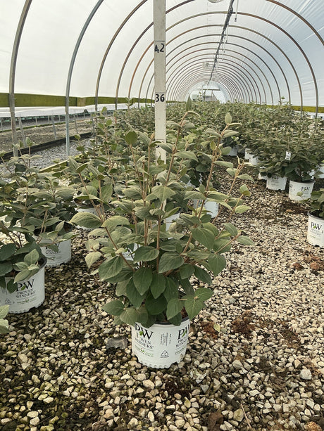 Spice Girl Korean Spice Viburnum shrub in a #3 Proven Winners container growing inside a commercial greenhouse.