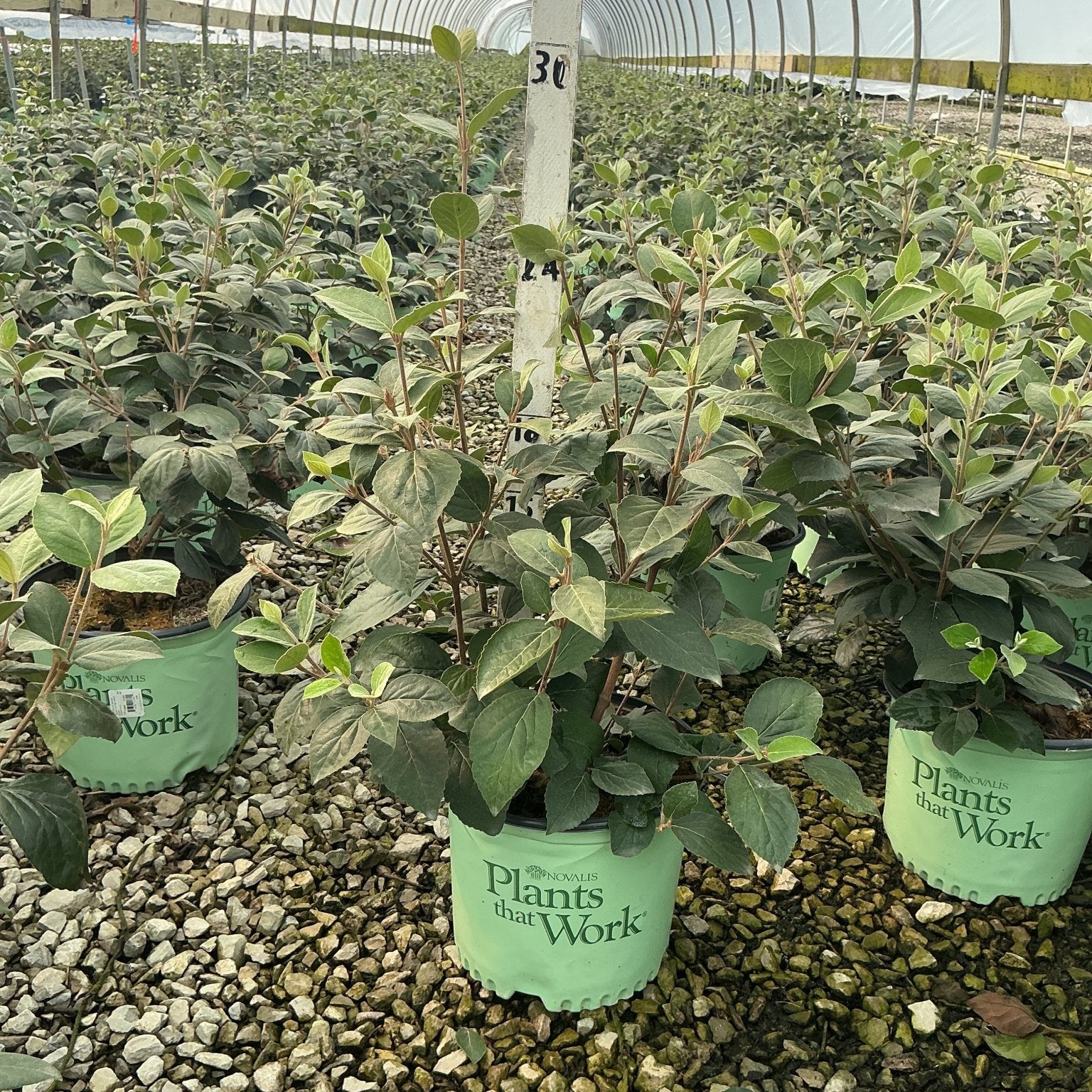 Sugar N' Spice Korean Spice Viburnum shrubs in green nursery containers inside a greenhouse with gravel flooring.