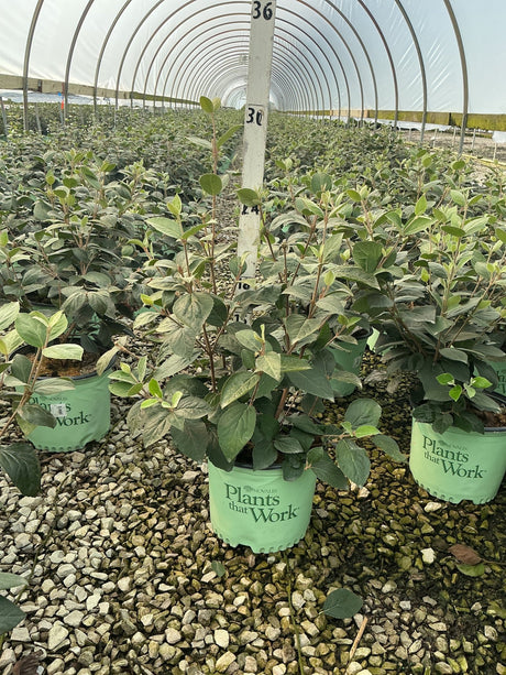 Sugar N' Spice Korean Spice Viburnum shrubs in green nursery containers inside a greenhouse with gravel flooring.