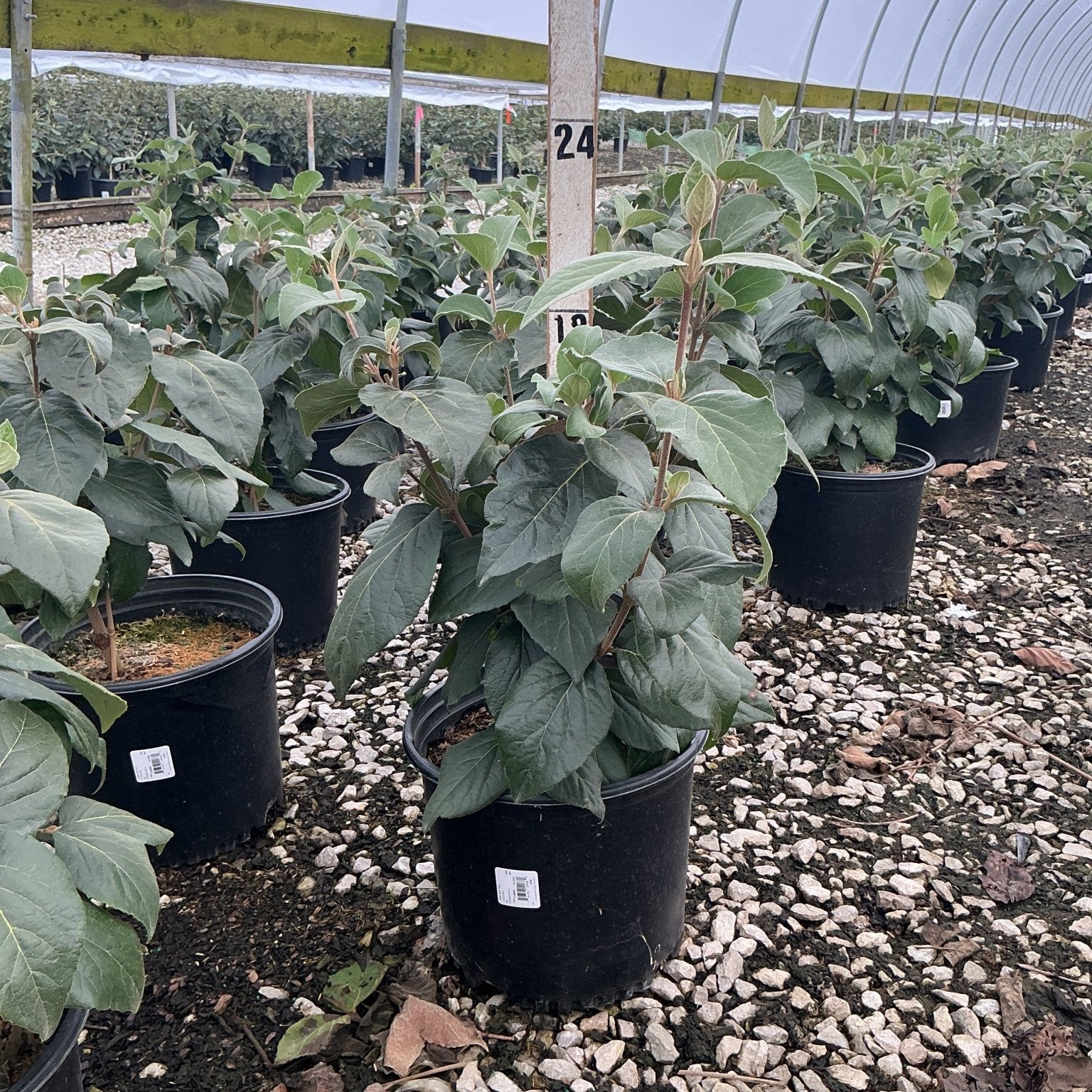 Cayuga Viburnum shrubs in #3 black nursery containers inside a greenhouse, showing lush green foliage on gravel flooring.