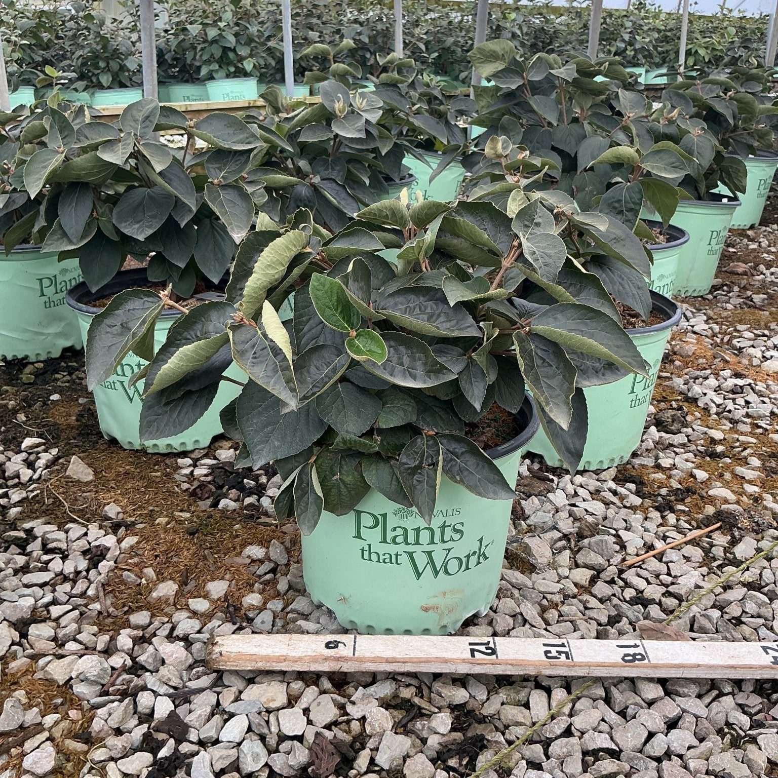 Spice Island Korean Spice Viburnum shrub in a #3 nursery container showing dark green foliage, measured at approximately 12 inches tall.