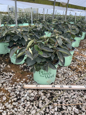 Spice Island Korean Spice Viburnum shrub in a #3 nursery container showing dark green foliage, measured at approximately 12 inches tall.