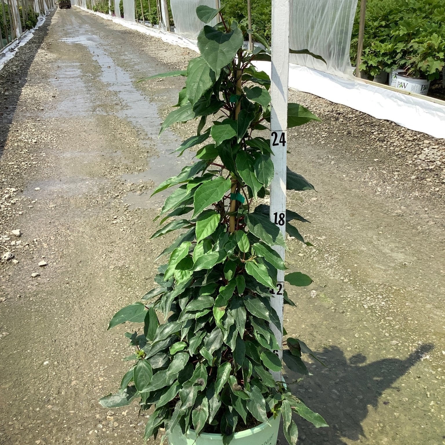 Prolific Hardy Kiwi vine trained on a tall stake in a #3 container at a nursery, showing dense green foliage.