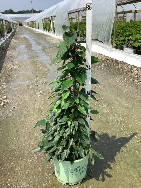 Prolific Hardy Kiwi vine trained on a tall stake in a #3 container at a nursery, showing dense green foliage.