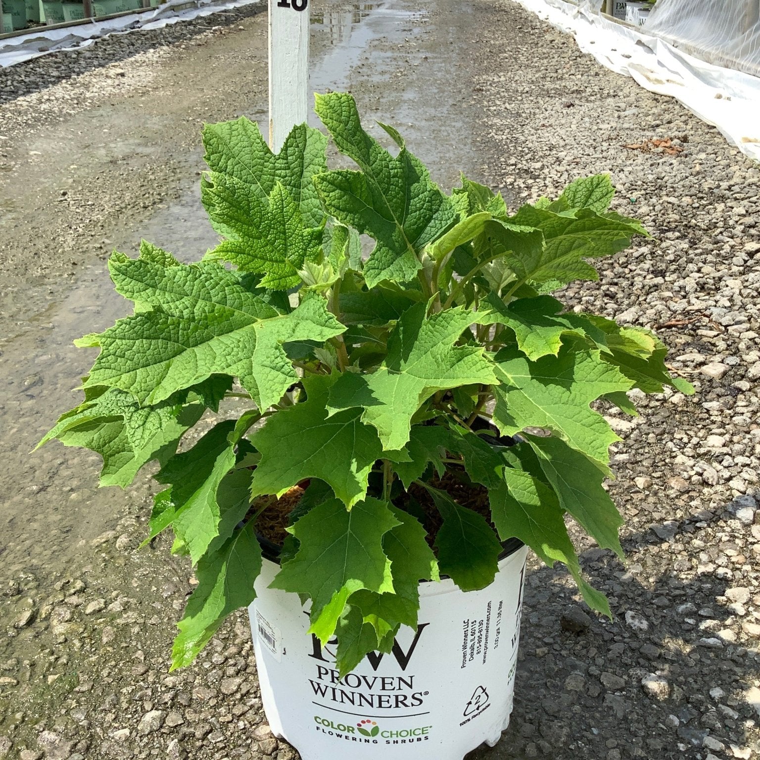 Gatsby Glow Ball Oakleaf Hydrangea in a Proven Winners #3 container at a nursery greenhouse, showing large lobed green foliage.